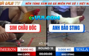 Trận 15 Ton Hon 18/10/2025 - Bảo Sting Lại Gục Ngã Dưới Tay Anh Sim