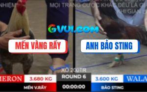 Trận 6 Bồ TonHon 10/10/2025 - Gà Phèn Bảo Sting Bị Hạ Trong 1 Tay Nước