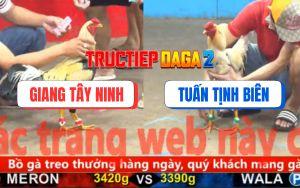 Trận 20 CPC5 16/11/2025 - Gà Chuối Anh Giang Đâm Bướm Gỡ Cựa Không Kịp