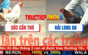 Trận 33 CPC5 16/11/2025 - Gà Điều Chưa Thả Dí Bạc Còn Ăn 4 Và Cái Kết