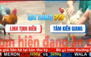 Trận 5 CPC5 27/11/2025 - Khét Chân Xanh Anh Linh Đâm Cựa Quá Tịch