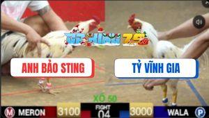 Trận 4 Ton Hon 10/12/2025 - Bướm Anh Tỷ Hạ Luôn Bướm Hiệu Bảo Sting