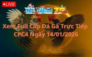 Xem Full Clip Đá Gà Trực Tiếp CPC4 Ngày 14/01/2026